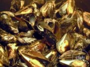 Moules au cidre