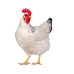 Poule 400