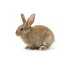 lapin 400