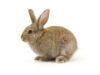 Quels lapins acheter ?