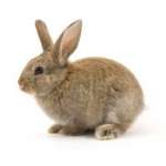 Adorable rabbit isolated on white