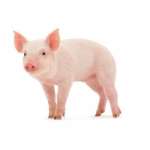 porc 400