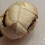 eplucher des champignons1
