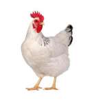 Poule 950