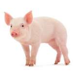 porc 550.940