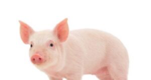 Quelle viande de porc acheter ?