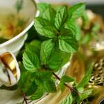 menthe