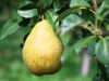 La poire