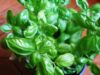 2 – Ventre plat : les plantes