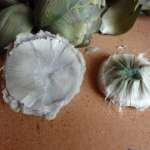 Salade de lune de miel 7