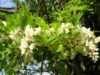 Le miel d’acacia