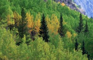 Le miel de sapin