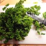 Tartines chaudes de mozzarela aux herbes 1