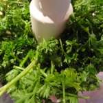 Tartines chaudes de mozzarela aux herbes 3