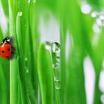 green grass