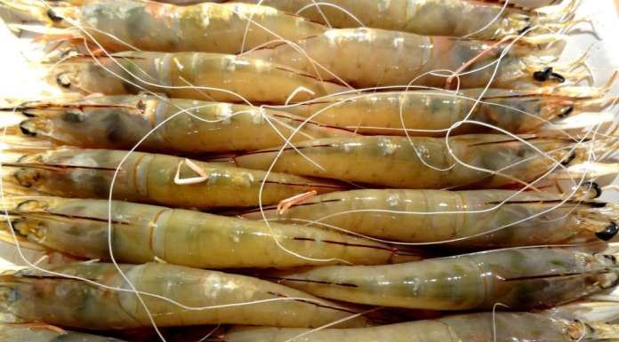 Crevettes guinéennes 2