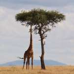 kenya