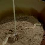 Crème au chocolat de Cécile au combava 3