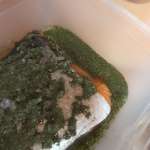 gravlax-au-miel-8