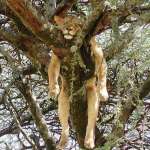 namibie