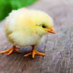 poussin