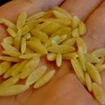 orzo 00