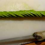 Fleur d&rsquo;avocat 7