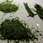 Truite aux herbes 1