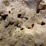 cake aux raisins secs 5
