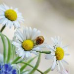 coccinelle sur marguerite