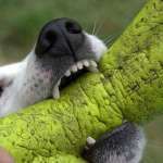 chien