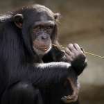chimpanze