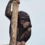 singe