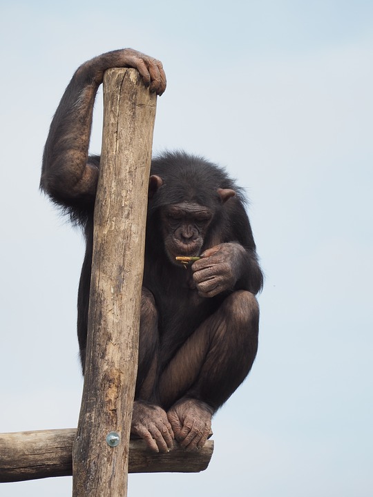 curiosité du singe qui réfléchit !