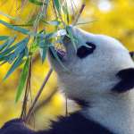 Chine