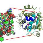 InsulinMonomer
