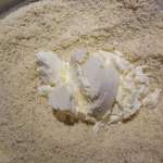 Muffins anglais keto0004