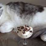 Mousse keto au café