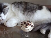 Mousse keto au café