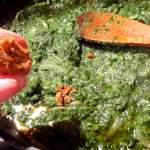 Quiche keto saumon épinards 5