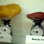muscle gras