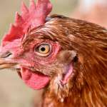 poule