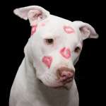 pit-bull-
