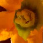 Gratin de fleurs de courgette 0001