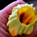 Gratin de fleurs de courgette 0007