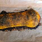 Butternut et avocat 0013