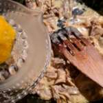 Poule sauce cheddar aux craquers 0007