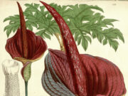 La poudre de konjac