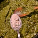 Purée d&rsquo;épinards 0005