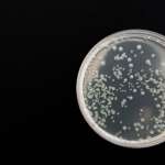 bacteria-gd60fc844b_1920